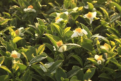 čajovník čínsky v kvetináči s kvetmi