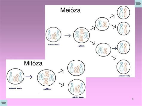 Grafika znázorňujúca proces meiózy a vznik haploidných gamét