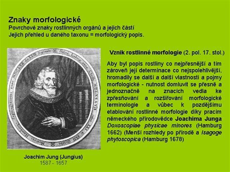 Schéma znázorňujúca habitus a základné morfologické znaky tuje západnej - vetvenie, tvar listov a šišiek