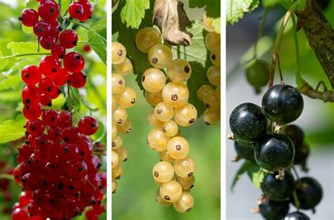 Schéma rozdelenia odrôd ríbezlí (červené, biele, čierne, ružové) a ich typických vlastností