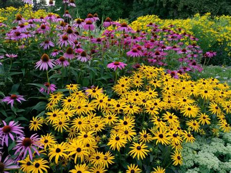 Bielo kvitnúca echinacea na slnečnom záhone
