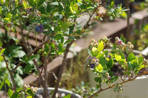 Schéma prípravy a výsadby bylinných odrezkov čučoriedok