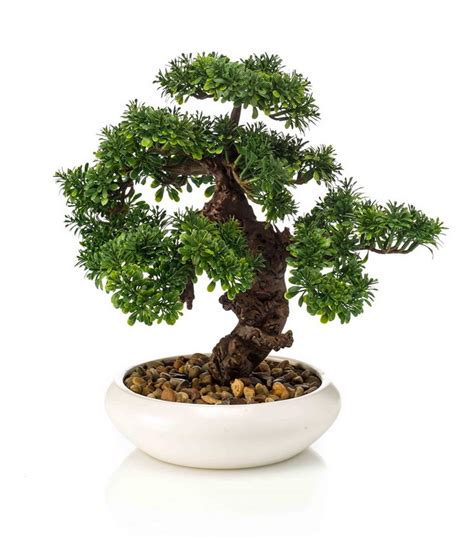 Ilustrácia bonsaja v bonsajovej miske