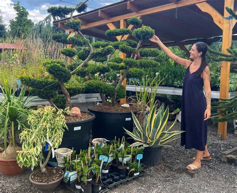 Bonsaj umiestnený v zimnej záhrade