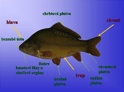 Schéma anatómie kapra obyčajného (hlava, trup, plutvy, vnútorné orgány)