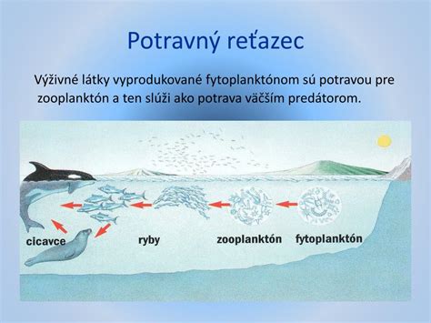 Infografika znázorňujúca potravný reťazec kapra v priebehu štyroch ročných období