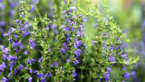 Zobrazenie rastliny yzopu lekárskeho s detailom listov a stoniek