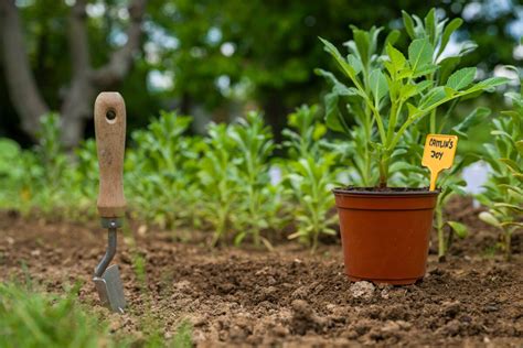 Ilustrácia správneho postupu pri pestovaní yzopu lekárskeho v záhrade