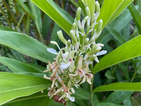 Koláž rôznych jedál a pokrmov, kde bol použitý yzop ako korenina