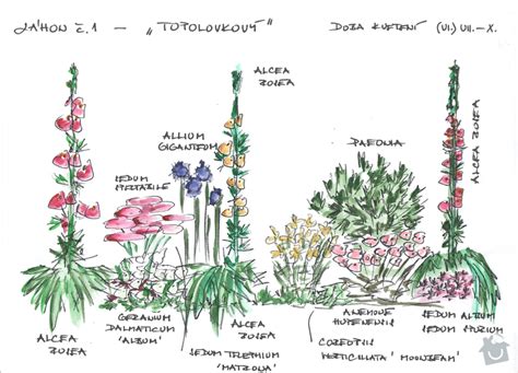 Schéma výsadby trvalkového záhona s monardou v kombinácii s trávami a nižšími trvalkami pre zabezpečenie vlhkosti pôdy