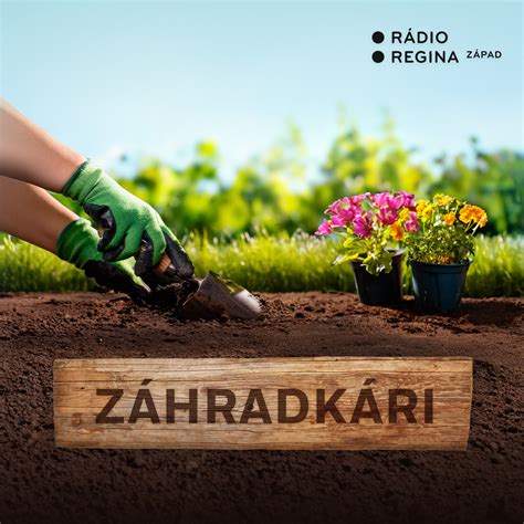 Infografika znázorňujúca správny rez monardy v predjarnom období tesne nad zemou