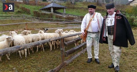 Historické zobrazenie strihania oviec na salaši