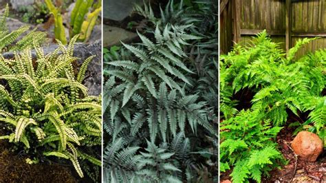 Ilustrácia rastúcej paprade z lesa