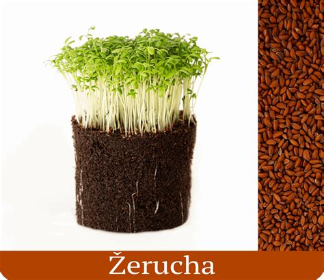 Čerstvo zozbieraná žerucha v miske