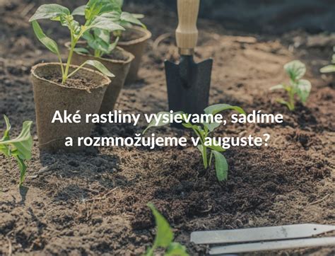 Dendrogram alebo flowchart ukazujúci, ako rozlíšiť vlhký a suchý tieň a aké rastliny zvoliť pre každý typ.