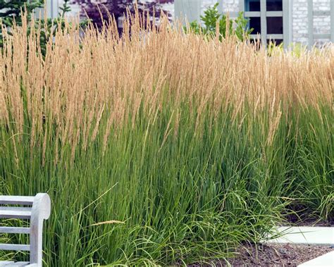 Tematické foto: Skupinová výsadba Calamagrostis x acutiflora 'Karl Foerster' v záhrade