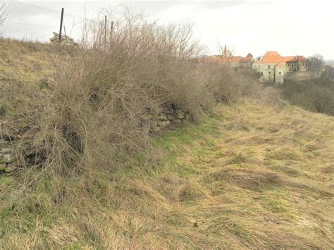 Detailný záber na habitus kríka kustovnice cudzej s jej typickými previsnutými konármi a tŕňmi v prirodzenom prostredí