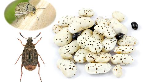 Zrniarka fazuľová (Acanthoscelides obsoletus) dospelý chrobák
