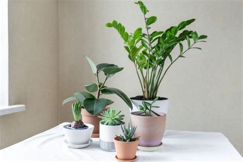 Koláž obrázkov nenáročných izbových rastlín: Zamioculcas, Lopatkovec, Monstera
