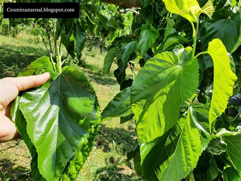 Detailné foto listov moruše čiernej so srdcovitým tvarom a plstnatou spodnou stranou