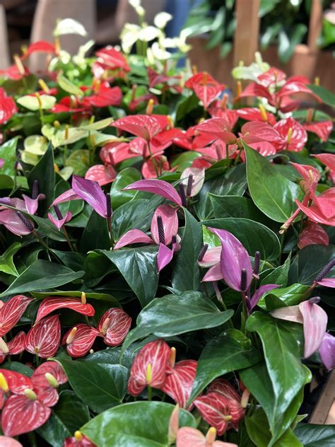 Ilustračná fotografia rôznych kultivarov mandevily s rôznofarebnými kvetmi