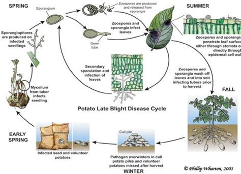 Schéma životného cyklu huby Phytophthora infestans a jej šírenia na rastline rajčiaka