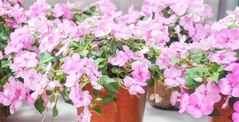 Schéma rastliny netýkavka sultánska s označením stoniek, listov a kvetov