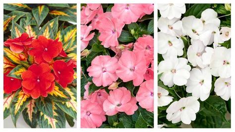 Fotografia kvetov netýkavky sultánskej v rôznych farebných variantoch