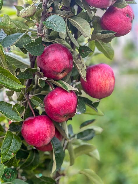 Schéma znázorňujúca správnu hĺbku výsadby jablone s vyznačeným miestom očkovania nad povrchom pôdy