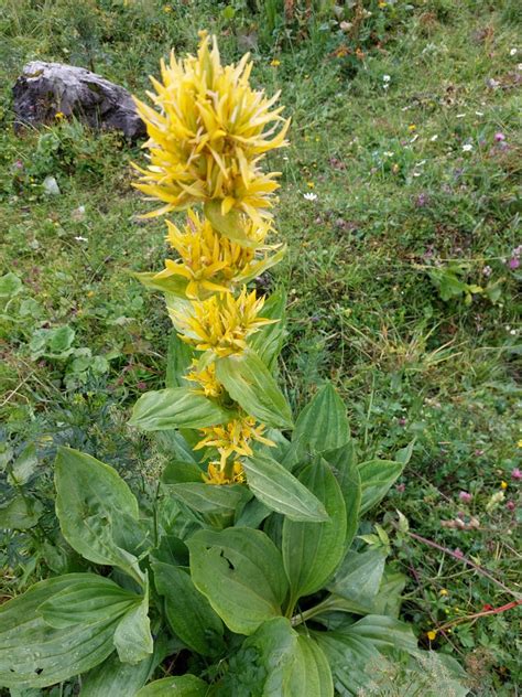 Odborná botanická ilustrácia horca žltého (Gentiana lutea) s detailným zobrazením koreňového systému a kvetov
