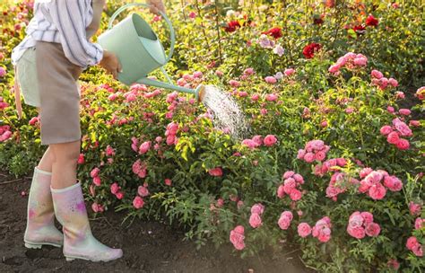 Záhradníčka kontroluje vlhkosť pôdy okolo ruže v zime