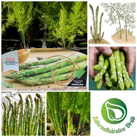 sadenice sakury v kvetináčoch pod fóliou