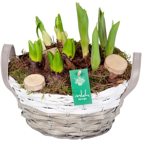 Ilustrácia makového poľa s kvitnúcimi rastlinami