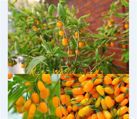 Infografika: Kľúčové živiny v plodoch Goji Amber Sweet