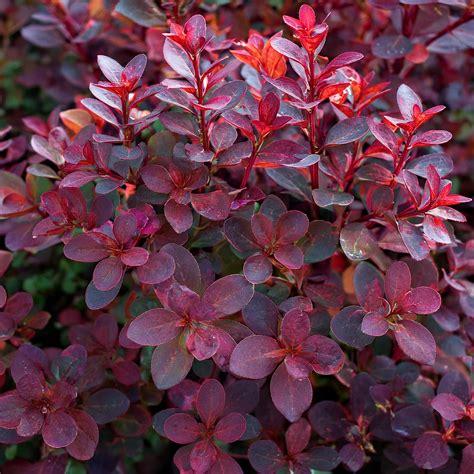 fotografia dráča Thunbergovho ’Atropurpurea Nana’ s purpurovými listami v záhradnej kompozícii