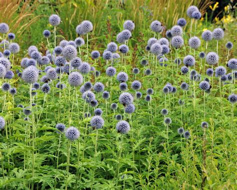 Mapa rozšírenia druhu Echinops ritro v miernych klimatických pásmach Eurázie