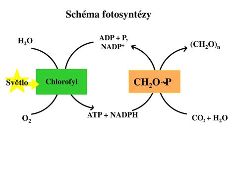 Schéma znázorňujúca proces fotosyntézy a kľúčovú úlohu horčíka ako centrálneho atómu molekuly chlorofylu.