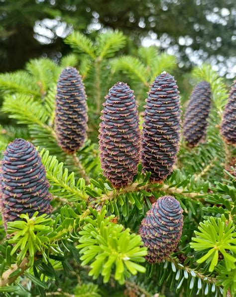 Detailná fotografia ihličia a šišiek jedle kórejskej (Abies koreana) so zameraním na textúru a farbu.