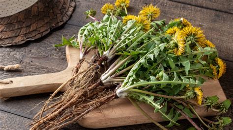 Ilustrácia púpavy lekárskej s detailmi listov a kvetu