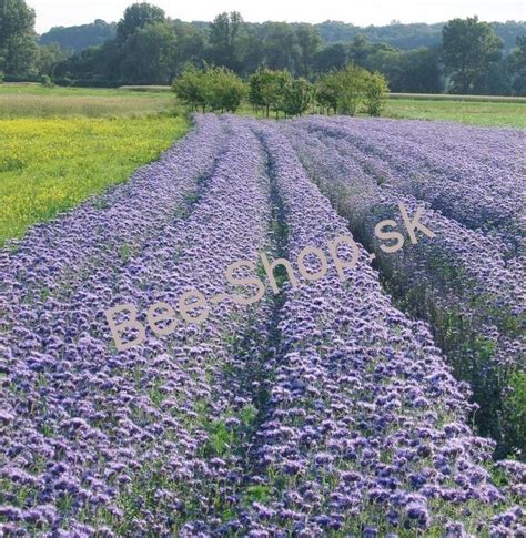 Facélia vratičolistá s včelami zbierajúcimi nektár