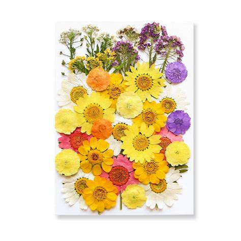 kolekcia rôznofarebných oleandrových kvetov - biele, ružové, žlté, červené