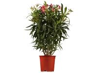 človek presádza oleander do väčšieho terakotového kvetináča