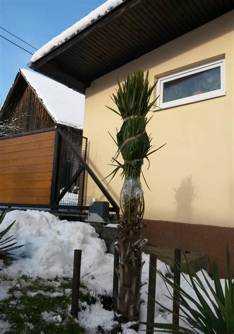 oleander v miestnosti s oknom, pripravený na zimovanie