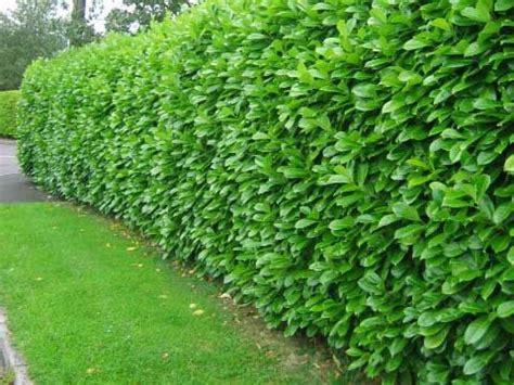 Tematická fotografia: Hustý živý plot z vavrínovca lekárskeho 'Novita'