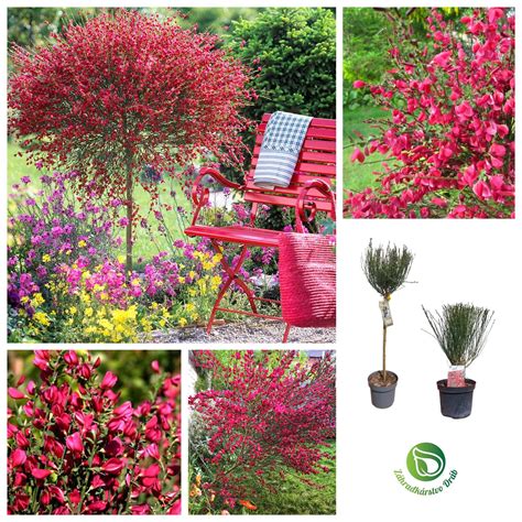 detail strihania krušpánu do guľovitého tvaru