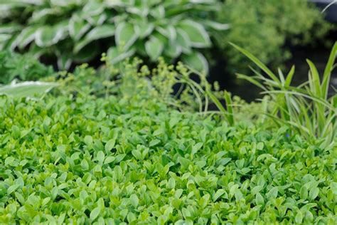 krušpán s príznakmi plesňovej škvrnitosti