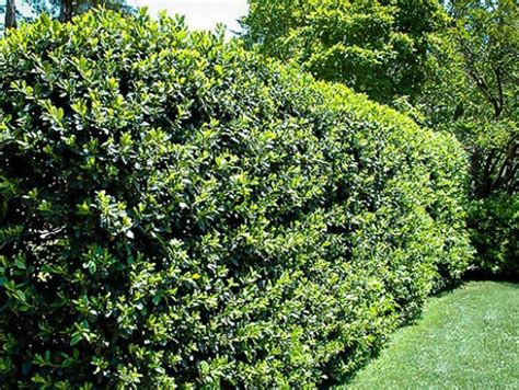 cezmína vrúbkovaná vysadená ako nízky živý plot