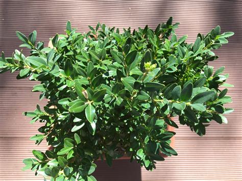 krušpán pestovaný v modernej nádobe na terase