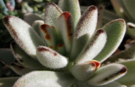 Detailný záber na listy Kalanchoe tomentosa s typickým „plyšovým“ ochlpením