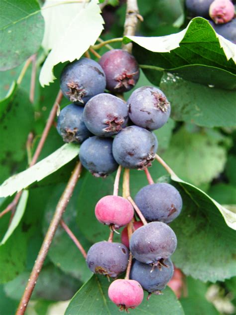 Muchovník (Amelanchier) v rôznych ročných obdobiach s kvetmi a plodmi